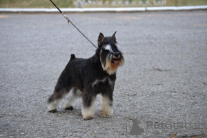 Photo №2 to announcement № 11200 for the sale of schnauzer - buy in Russian Federation breeder