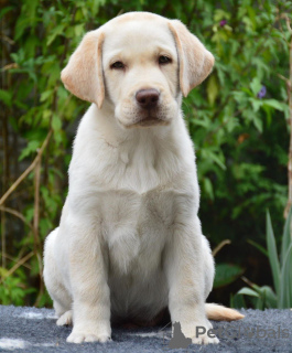 Photo №1. labrador retriever - for sale in the city of Чугуев | negotiated | Announcement № 78133