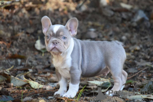 Photo №1. french bulldog - for sale in the city of Gruyères | 847$ | Announcement № 136504