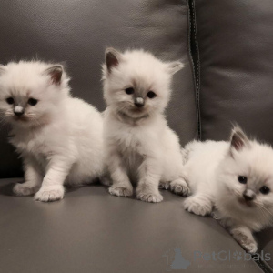 Photo №2 to announcement № 160993 for the sale of ragdoll - buy in Finland private announcement, breeder