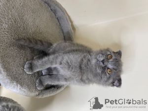 Photo №2 to announcement № 132168 for the sale of  - buy in Switzerland 