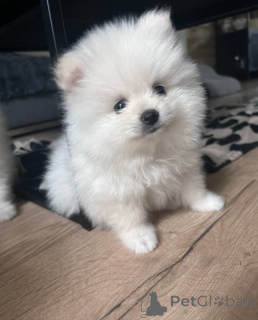 Photo №4. I will sell pomeranian in the city of Espoo. private announcement - price - Is free