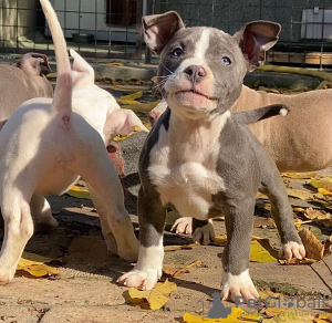 Photo №3. American bully. Russian Federation
