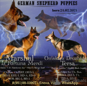 Photo №1. german shepherd - for sale in the city of Ханты-Мансийск | negotiated | Announcement № 9504