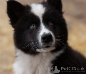 Additional photos: Yakutian Laika puppies (last litter)