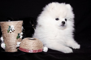 Photo №1. pomeranian - for sale in the city of Krivoy Rog | 1000$ | Announcement № 5136