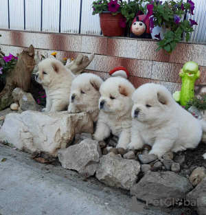 Photo №2 to announcement № 140915 for the sale of chow chow - buy in Serbia 