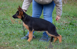 Photo №4. I will sell german shepherd in the city of New York. private announcement, from nursery, breeder - price - 800$