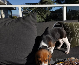 Additional photos: Affordable Beagle home bred puppies!