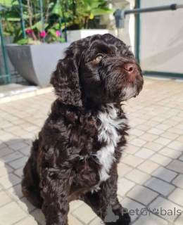 Photo №2 to announcement № 165944 for the sale of portuguese water dog - buy in Portugal private announcement, breeder