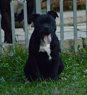 Photo №1. staffordshire bull terrier - for sale in the city of Москва | negotiated | Announcement № 13610