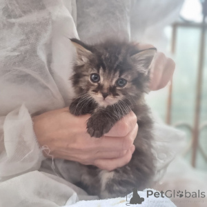 Photo №4. I will sell  in the city of Moscow river. private announcement - price - Is free