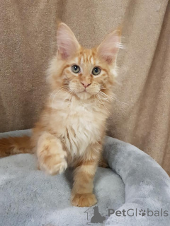 Photo №3. An ideal kitten for the whole family, Maine Coon Kitten with family tree. Germany