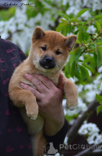 Photo №2 to announcement № 141057 for the sale of shiba inu - buy in Russian Federation private announcement, from nursery, breeder