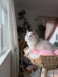 Photo №1. ragdoll - for sale in the city of Bruck an der mur | negotiated | Announcement № 156486