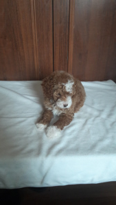 Photo №4. I will sell poodle (toy) in the city of Krivoy Rog. breeder - price - 368$