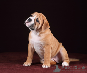 Photo №2 to announcement № 11767 for the sale of english bulldog - buy in Russian Federation from nursery
