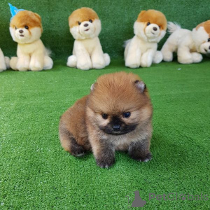 Photo №4. I will sell pomeranian in the city of Georgia.  - price - negotiated