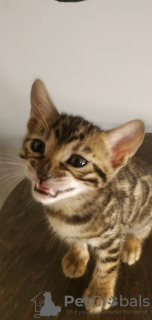 Photo №4. I will sell bengal cat in the city of Minsk. private announcement - price - 151$