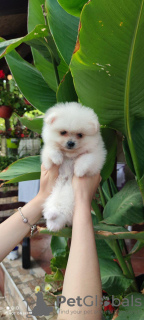 Photo №2 to announcement № 13760 for the sale of pomeranian - buy in Russian Federation from nursery
