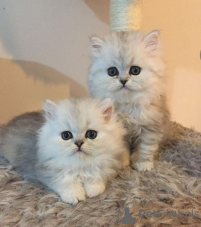 Photo №1. chinchilla cat - for sale in the city of Aizlingen | 465$ | Announcement № 158832