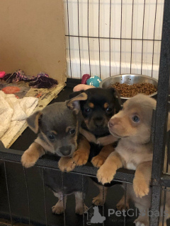 Photo №2 to announcement № 167505 for the sale of jack russell terrier - buy in Denmark private announcement, breeder