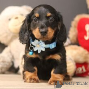 Photo №2 to announcement № 172761 for the sale of dachshund - buy in Germany private announcement
