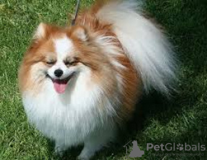 Photo №1. pomeranian - for sale in the city of London | negotiated | Announcement № 99452
