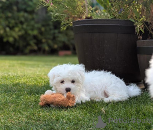 Photo №1. maltese dog - for sale in the city of Munich | 310$ | Announcement № 154784