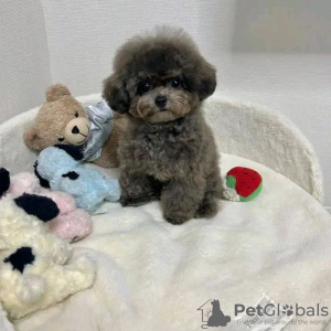 Photo №1. poodle (toy) - for sale in the city of Porto | Is free | Announcement № 123073