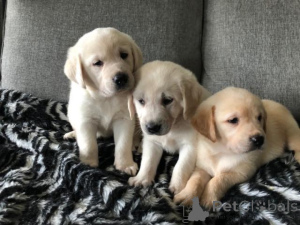 Photo №2 to announcement № 164752 for the sale of labrador retriever - buy in France private announcement, breeder
