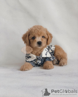 Photo №3. TOY POODLE. United States