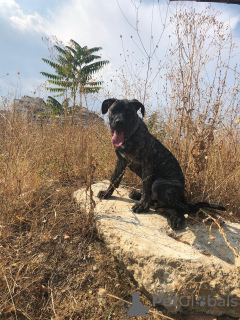 Additional photos: Presa Canario Male Pup