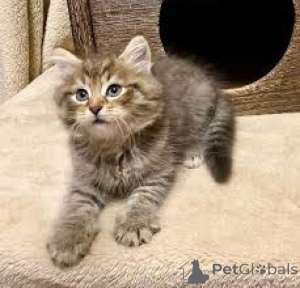 Photo №3. Chatons de race Forêt Norvégienne à vendre.. Belgium