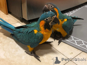 Photo №1.  - for sale in the city of Czech | negotiated | Announcement № 162982