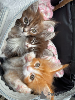 Additional photos: Healthy Maine Coon Kittens available for sale