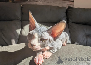 Photo №1. sphynx-katze - for sale in the city of Berlin | 329$ | Announcement № 151617