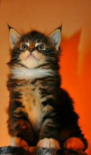 Photo №3. Purebred Maine Coon Kitten. Russian Federation