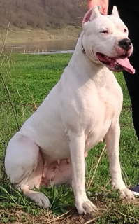 Photo №2 to announcement № 3097 for the sale of dogo argentino - buy in Russian Federation from nursery