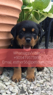 Photo №1. rottweiler - for sale in the city of Falkenberg | negotiated | Announcement № 47602