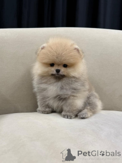 Photo №4. I will sell pomeranian in the city of Helsinki. private announcement - price - 380$