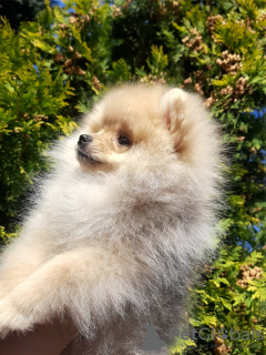 Photo №2 to announcement № 11557 for the sale of pomeranian - buy in Ukraine private announcement