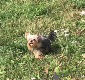 Photo №4. I will sell yorkshire terrier in the city of Miass. from nursery - price - 351$