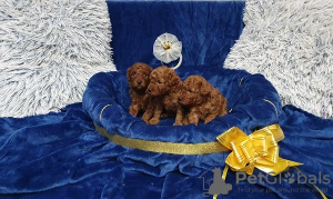 Additional photos: Mini and toy poodles