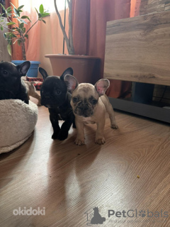 Photo №4. I will sell french bulldog in the city of Tallinn. private announcement - price - 792$