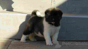 Photo №2 to announcement № 127580 for the sale of akita - buy in Serbia breeder