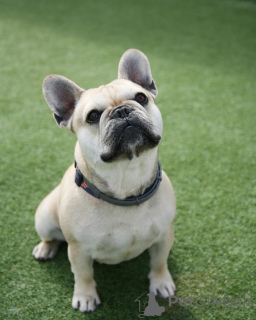 Photo №2 to announcement № 138590 for the sale of french bulldog - buy in France private announcement