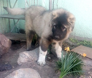 Photo №1. caucasian shepherd dog - for sale in the city of White church | 295$ | Announcement № 6371