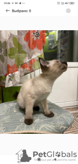 Photo №2 to announcement № 6757 for the sale of mekong bobtail - buy in Russian Federation from nursery, breeder