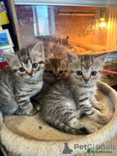 Photo №1. european shorthair - for sale in the city of Espoo | 361$ | Announcement № 171029